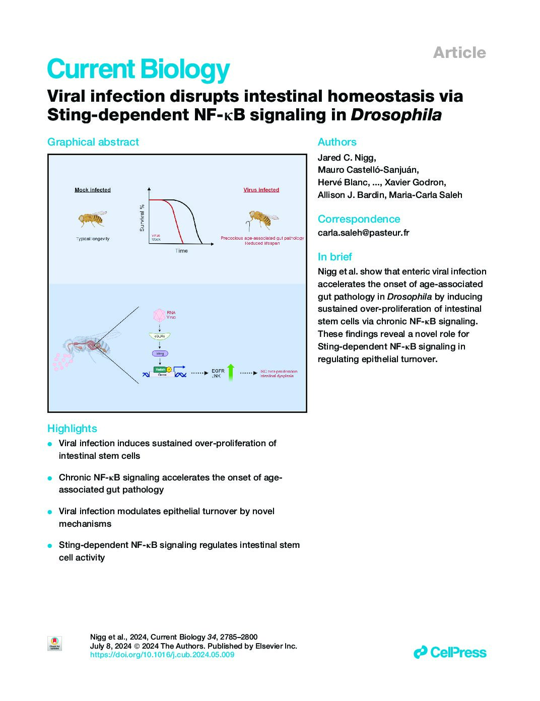 Viral infection disrupts intestinal homeostasis via Sting-dependent NF-κB signaling in Drosophila